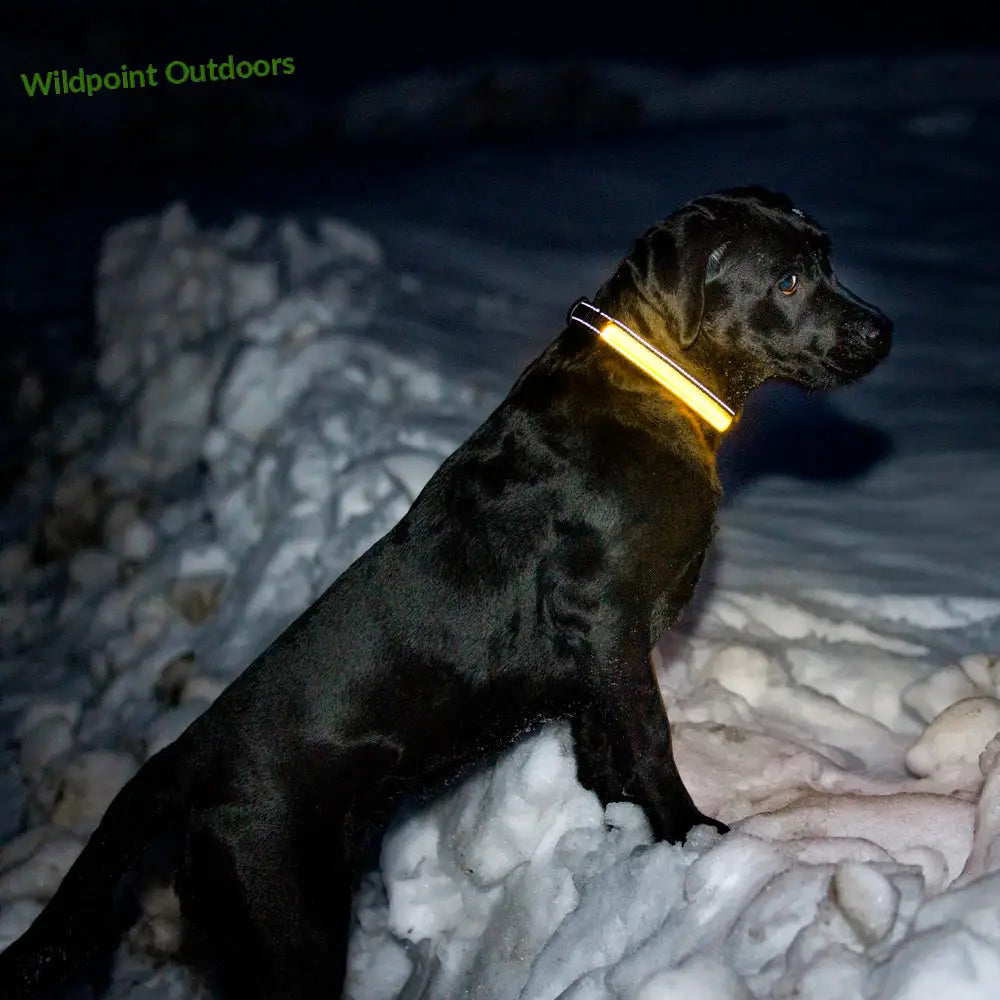 Boogie see me koiran led-valopanta keltainen - retkeily