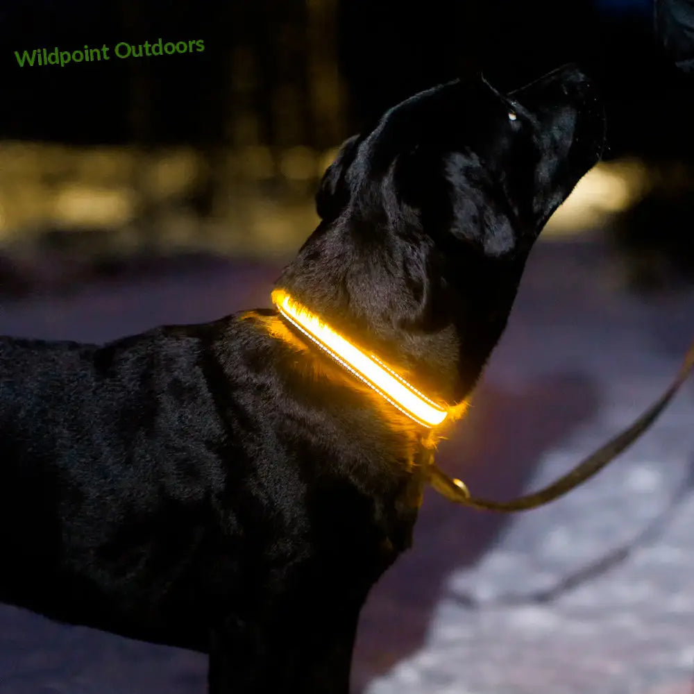 Boogie see me koiran led-valopanta keltainen - retkeily