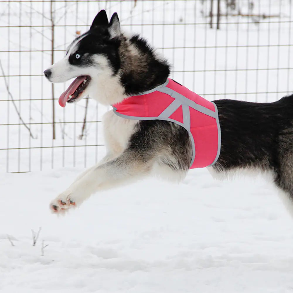 Kivalo koiran heijastinliivi kaamos - heijastinlivi - wildpoint retkeilyvarusteet verkkokaupasta