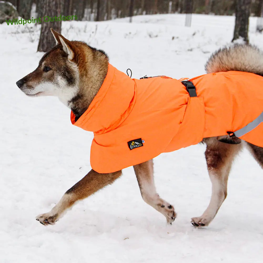 Kivalo koiran takki ohto - wildpoint outdoors retkeily