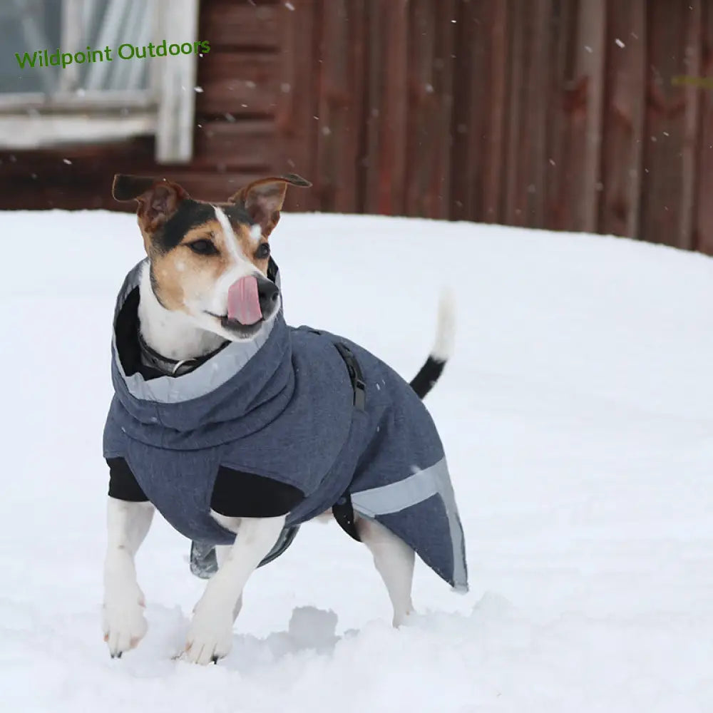 Kivalo koiran toppatakki luosto - wildpoint outdoors retkeily